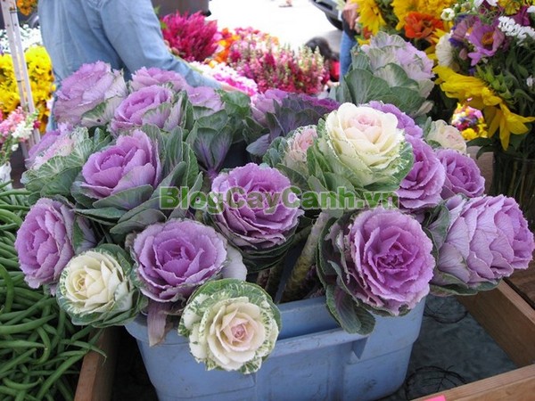 Cây Hoa Bắp Cải (Cây bắp cải thái lan),cây hoa bắp cải, Kale flowers, abbage, Broccoli, cây bắp cải thái lan, cây hoa bắp cải thái lan, bông cải xanh, cây bắp cải cảnh, cây bắp cải xoắn, hình ảnh cây hoa bắp cải, cây hoa bắp cải đẹp,