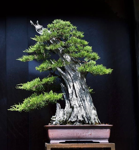 Cây cảnh bonsai đẹp