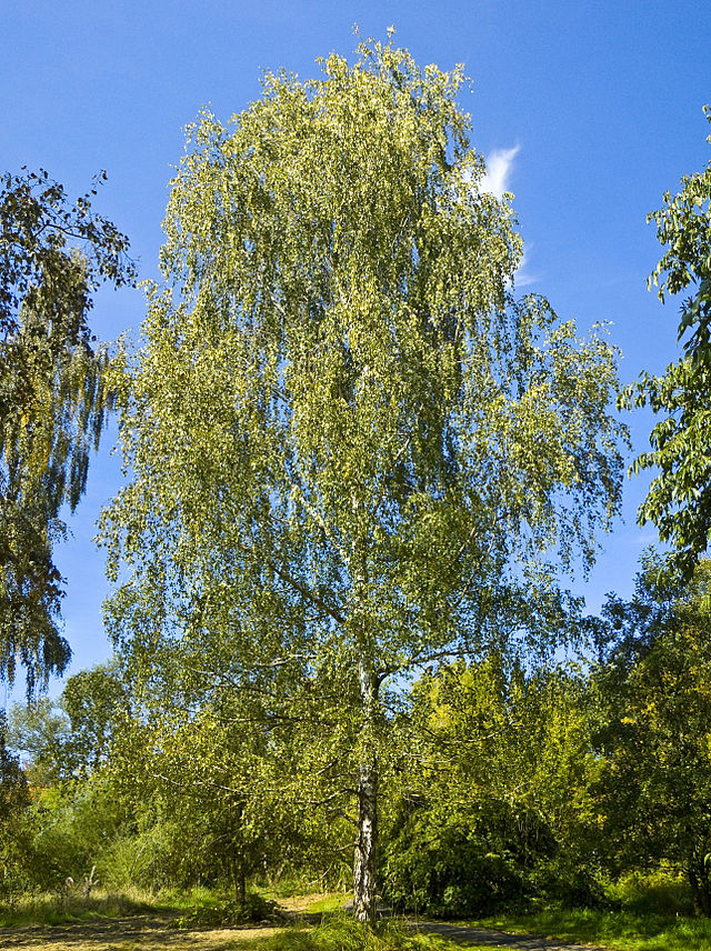 Bạch dương bạc (Betula pendula)
