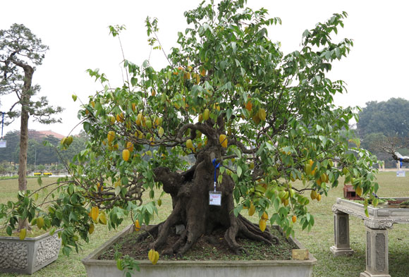 Cây Khế,cay khe