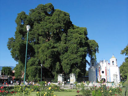 Cây bách khổng lồ