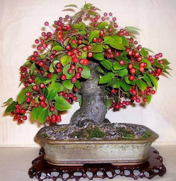 Cây cảnh bonsai đẹp