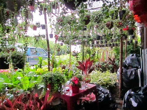 Ban cay voi,cay che voi Da Nang,mua bán cây cảnh,hoa cảnh,sinh vật cảnh,hòn non bộ,TP Đà Nẵng