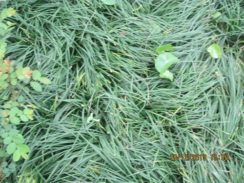 Cây xanh Đà Nẵng