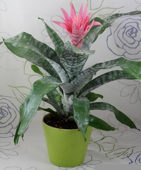 Dứa cảnh gai hồng,dứa cảnh,dứa que diêm,Aechmea fasciata,họ dứa,Bromeliaceae