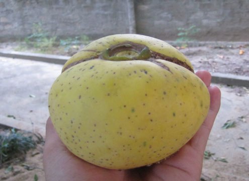 Cây Thị di sản Việt Nam ở Nghệ An