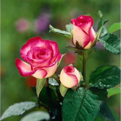Hoa Hồng,hoa hong,hồng,hường,hoa hường,Rosa,rose,Rosaceae,hoa tình yêu,hồng gai,hồng đỏ,hồng trắng,hồng bạch,hồng nhung,hồng vàng,hồng phớt,hồng đậm,hồng thẫm,hồng cam,hồng viền trắng,hồng phấn,hồng tỉ muội,cây hoa,nữ chúa các loài hoa,hoa tường vi,Triparasundari,y nghia cua hoa hong