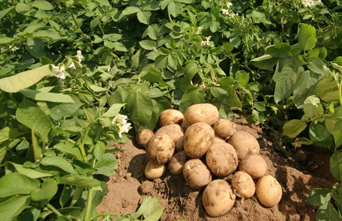 Khoai tây,củ khoai tây,hoa khoai tây,tác dụng của khoai tây,độc tính của khoai tây,trồng cây khoai tây,solanum tuberosum,potato,họ cà,solanaceae,cây lương thực,cây thực phẩm