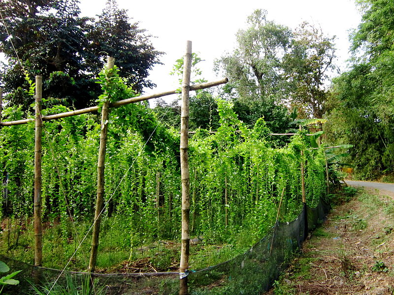 Sương sâm được trồng trên giàn ở Mỹ Hòa, Long Xuyên.