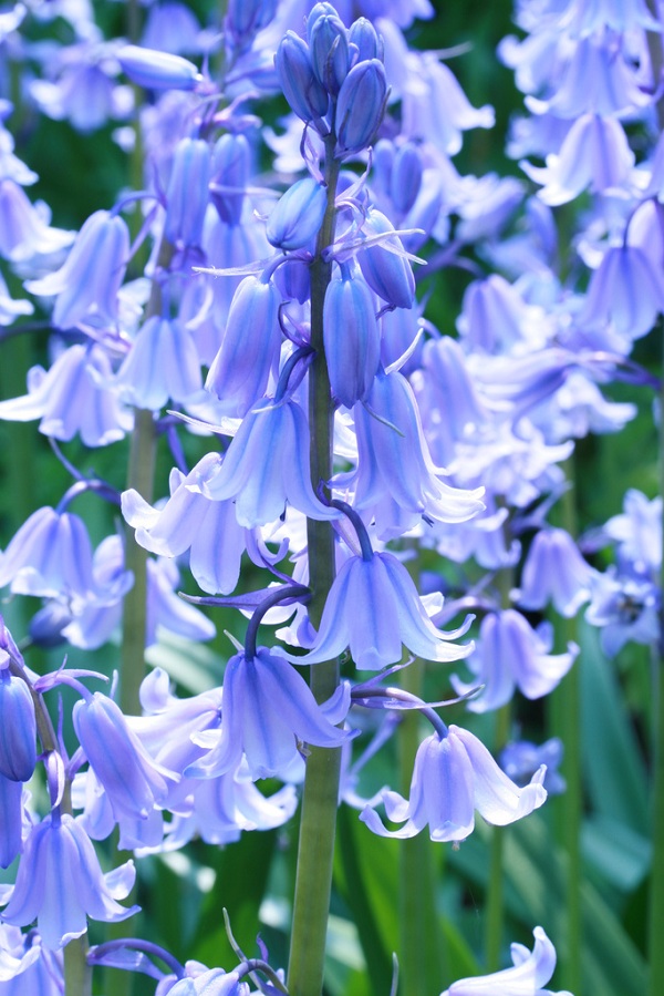 Hoa chuông xanh,hoa chuông,Bluebells,Hyacinthoides