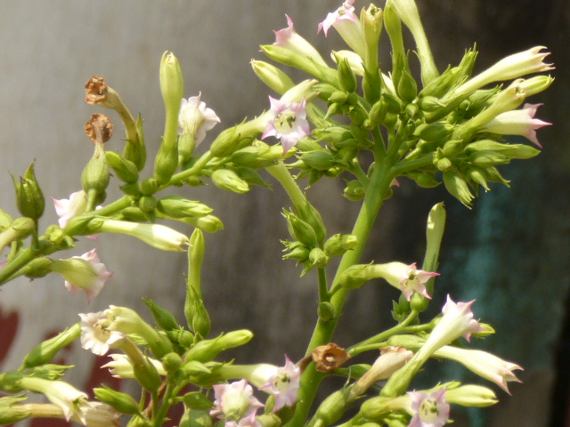 Thuốc lào,Nicotiana rustica,chi thuốc lá,Nicotiana,tác hại của thuốc lào,hút thuốc lào