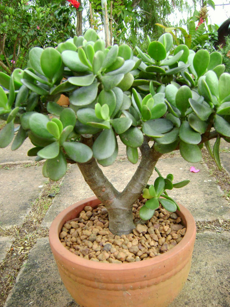 Cây ngọc bích,cay ngoc bich,ngọc bích,ngoc bich,cây phỉ thúy,cây tình bạn,cây may mắn,cây kim tiền,Money Plant,lucky money,cây ngày tết