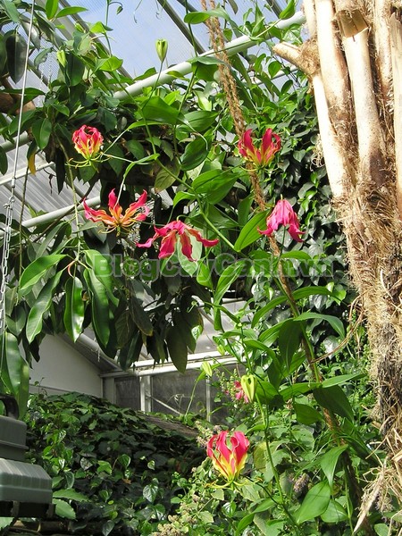 Cây Ngót Nghẻo (Cây ngọt nghẹo),Cây ngót nghẻo, công dụng cây ngót nghẻo, cây ngọt nghẹo, cây huệ lồng đèn, cây gia lan, cây Gloriosa superba, G. simplex,họ Colchicaceae,