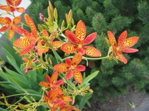 Cây rẻ quạt,rẻ quạt,xạ can,cây xạ can,biển trúc,Belamcanda chinensis,cây hoa đẹp,cây chữa bệnh