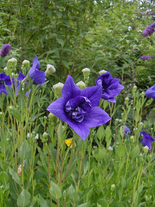 Hoa cát cánh,cát cánh,ý nghĩa hoa cát cánh,Platycodon grandiflorum,Platycodon grandiflorus