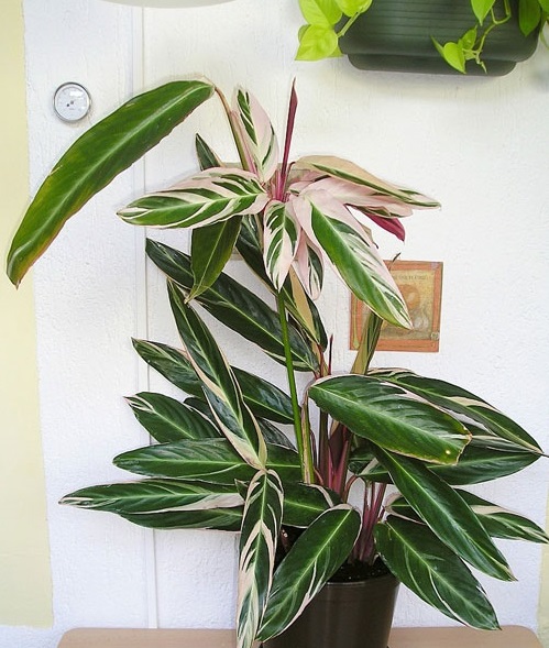 Chuối hoàng yến,cây chuối,cây phong thủy,cây nội thất