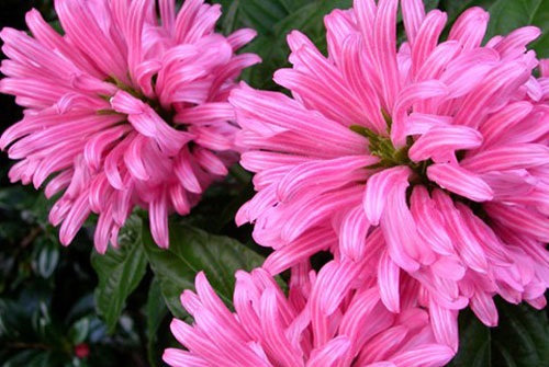 Hồng long ngọc,cây hồng long ngọc,hồng long nhả ngọc,cây long ngọc,cây gia cốp,cây ngọc long,Justicia carnea Nichols,họ Ô rô,Acanthaceae,cây bụi