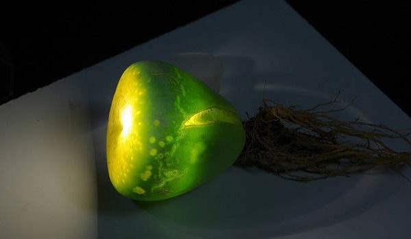 Hoa sỏi,cây hoa sỏi,Lithopturbuniformis,họ phiên hạnh,Aizoaceae,Ficoidaceae