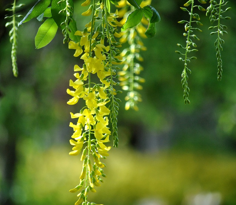 Cây chuỗi vàng,cay chuoi vang,cây kim tước,chuỗi vàng,Golden Chain,Golden Chain Flowers,Kingusari,Laburnum,họ đậu,Fabaceae