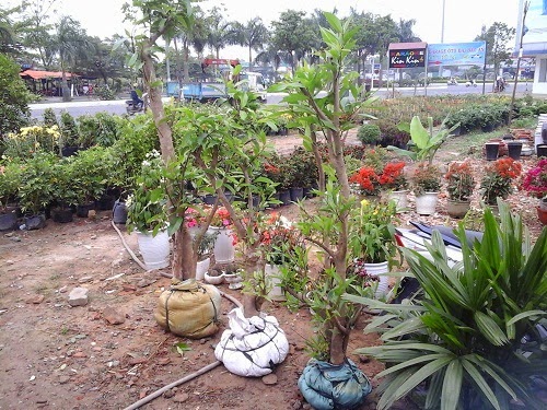 Ban cay voi,cay che voi Da Nang,mua bán cây cảnh,hoa cảnh,sinh vật cảnh,hòn non bộ,TP Đà Nẵng