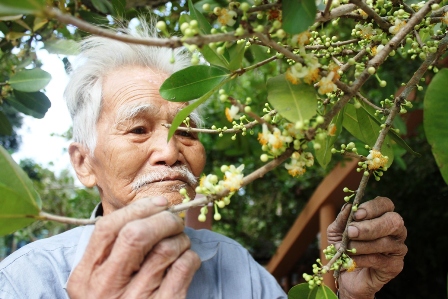 Ông Bồn mấy chục năm chăm sóc cây bạch mai