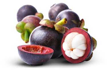 Măng cụt,cây măng cụt,Garcinia mangostana,họ bứa,Clusiaceae,cây ăn quả