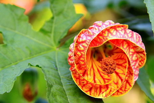 Hoa bụp lồng đèn,bụt lồng đèn,bụp lồng đèn,hoa dâm bụt,hoa râm bụt,bông bụt,bông bụp,Abutilon pictum,Flowering Maple,họ cẩm quỳ,Malvaceae