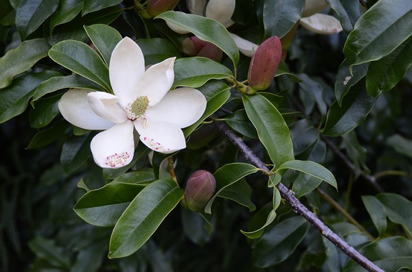 Vàng tâm,cây vàng tâm,Magnolia fordiana,Manglietia fordiana,họ mộc lan,mộc lan,Magnoliaceae,cây công trình,cây ven đường