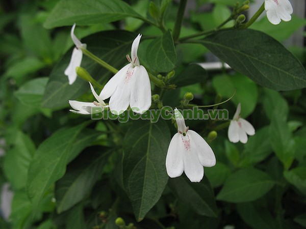 Cây kiến cò,cây kiến cò, cay kien co, Rhinacanthus nasutus (Linn.) Kurz, họ Acanthaceae, cay kien co, công dụng cây kiến cò, cây kiến cò chữa bệnh,