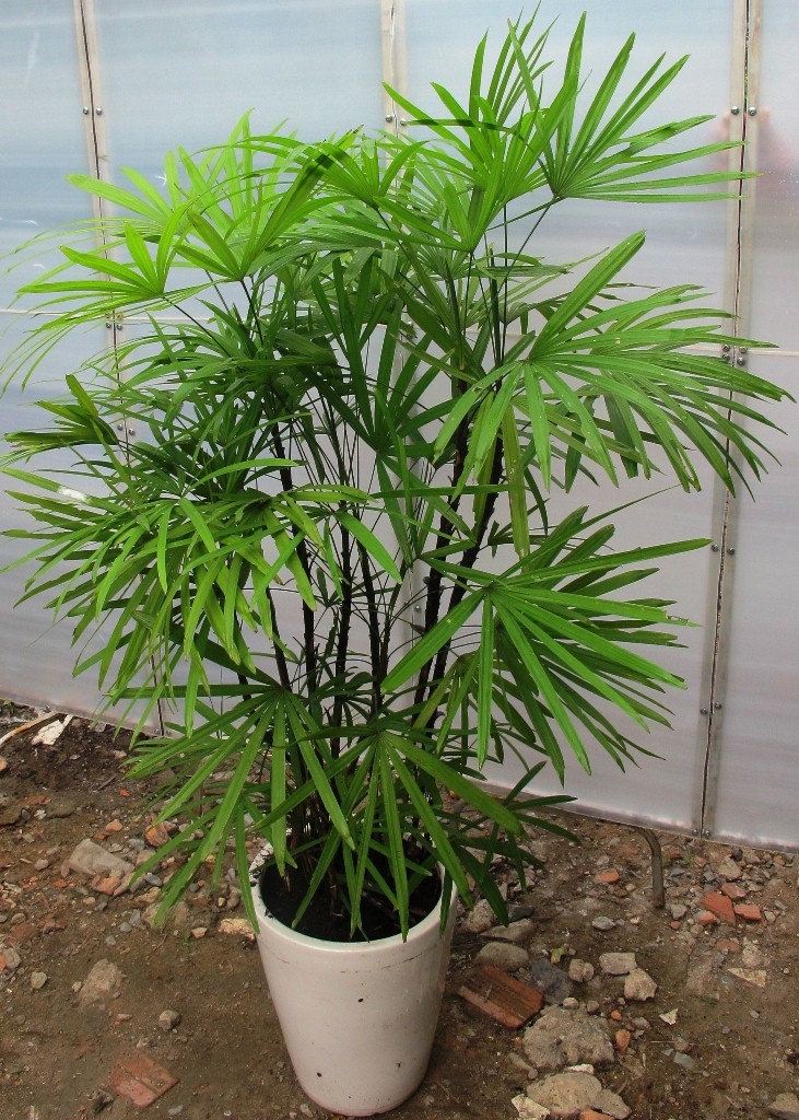 Trúc mây Đài Loan,mật cật Đài Loan,cây trúc mây,cây trúc mây Đài Loan