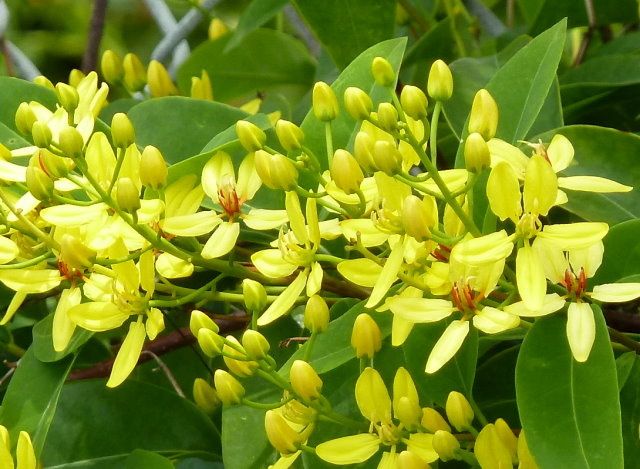 Mai hoàng yến,mai hoang yen,dây Kim đồng,Tristellateia australasiae,họ Sơ ri,họ Kim đồng, họ Dùi đục,Malpighiaceae