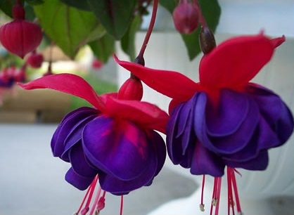 hoa đèn lồng,hoa lồng đèn,hồng hoa đăng,cây lồng đèn,Fuchsia magellanica,họ Anh thảo chiều,họ Nguyệt kiến thảo,họ Rau dừa nước,họ Rau mương,Onagraceae