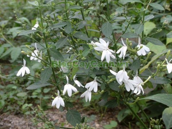 Cây kiến cò,cây kiến cò, cay kien co, Rhinacanthus nasutus (Linn.) Kurz, họ Acanthaceae, cay kien co, công dụng cây kiến cò, cây kiến cò chữa bệnh,