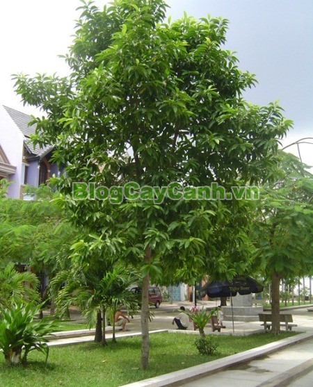 Cây Ngọc Lan Tây (Cây Hoàng Lan),cây ngọc lan tây, Cananga odorat, Chi Công chúa, chi Cananga, cay ngoc lan tay, cay hoang lan, cây hoàng lan, hoàng lan, Ylang công chúa, ngọc lan tây, cây hoa ngọc lan tây, tinh dầu hoa ngọc lan tây, công dụng cây ngọc lan tây, cây ylang-ylang ,