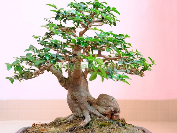 Cây Kim Quýt,Triphasia trifolata, cây kim quýt, hình ảnh cây kim quýt, cây kim quýt bonsai, cây bonsai, cay kim quyt bonsai, cây kim quýt đẹp, ý nghĩa cây kim quýt, cay kim quyt,