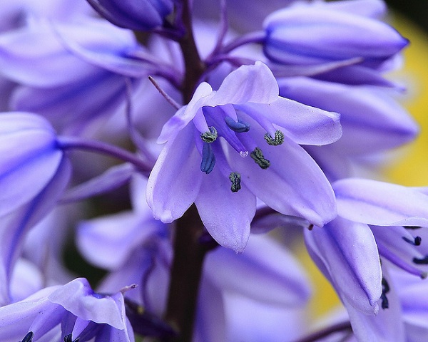 Hoa chuông xanh,hoa chuông,Bluebells,Hyacinthoides
