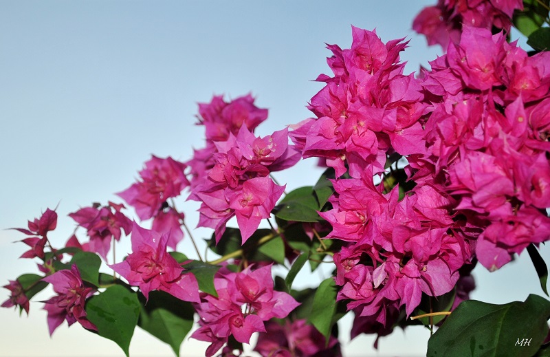 Hoa giấy,cây hoa giấy,cây bông giấy,bông giấy,Bougainvillea spectabilis willd,Bougainvillea