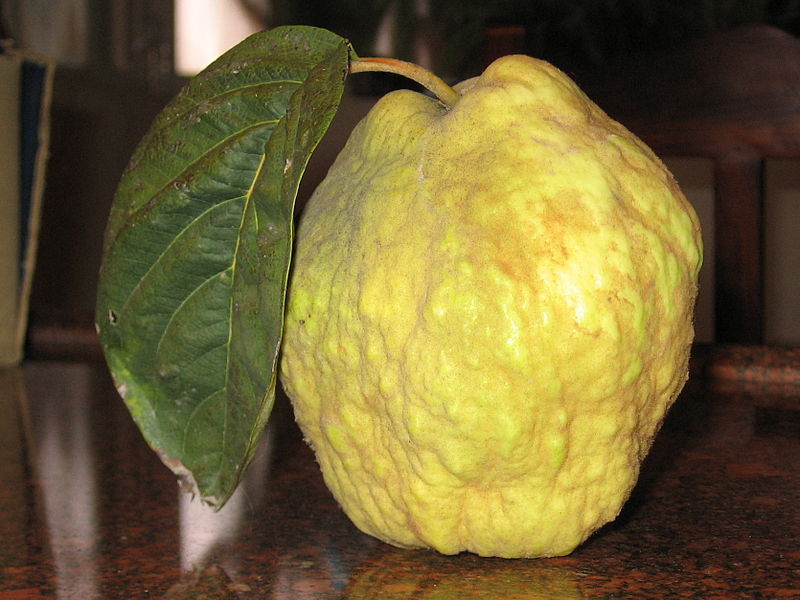 Mộc qua Kavkaz,mộc qua,Cydonia oblonga,Cydonia,Cydonia oblonga