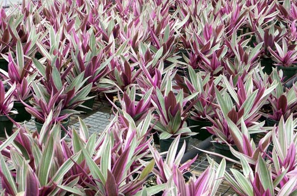 Cây Sò tím - Sò huyết - Sắc màu,Cây sò huyết,sò tím,sắc màu,lẻ bạn,bạng hoa,thài lài,rau trai,Boot Lily,Moses in the cradle,Tradescantia spathacea,Tradescantia discolor