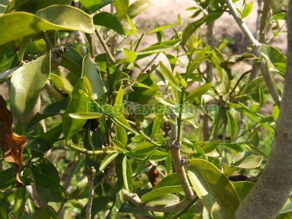 Cây Rau Sắng,cây rau sắng, cay rau sang, công dụng của cây rau sắng, cây mì chính, rau ngọt, cây rau ngót rừng, cây rau ngót quế, cây lai cam, cây tắc sắng, Melientha suavis,