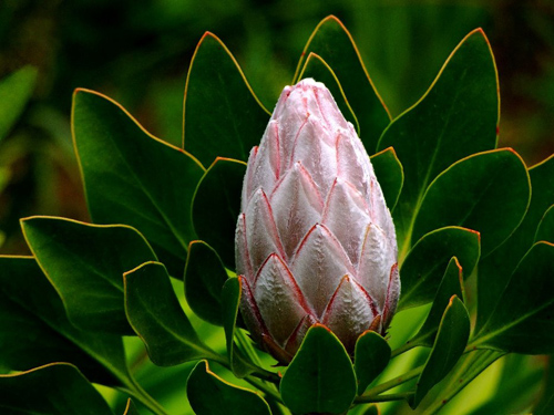 Hoa protea,king protea,quốc hoa Nam Phi,Honeypot,hoa bình mật,King Sugar Bush,Đường thảo Hoàng đế