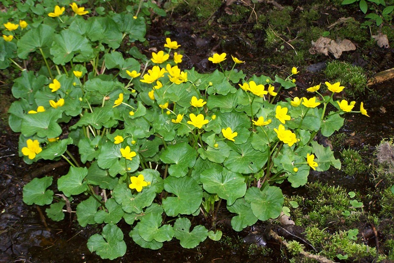 Vị kim đất ẩm,Caltha palustris,họ mao lương,họ hoàng liên,Ranunculaceae