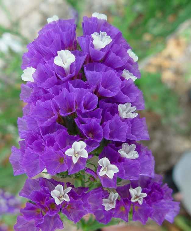 Hoa Salem,salem,Limonium sinuatum,Limonium,Statice,Sea Lavender,Notch Leaf Marsh Rosemary,Marsh Rosemary,Sea Pink,biển hồng,Wavy Leaf Sea Lavender,họ đuôi công,Plumbaginaceae,ý nghĩa của hoa salem