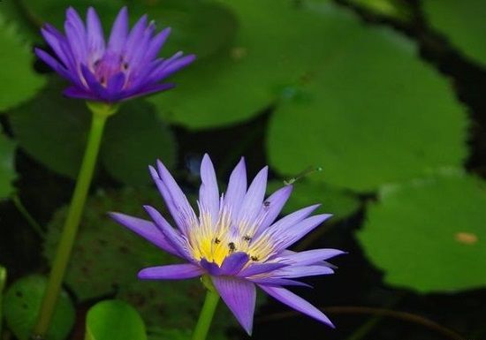 Hoa súng lam