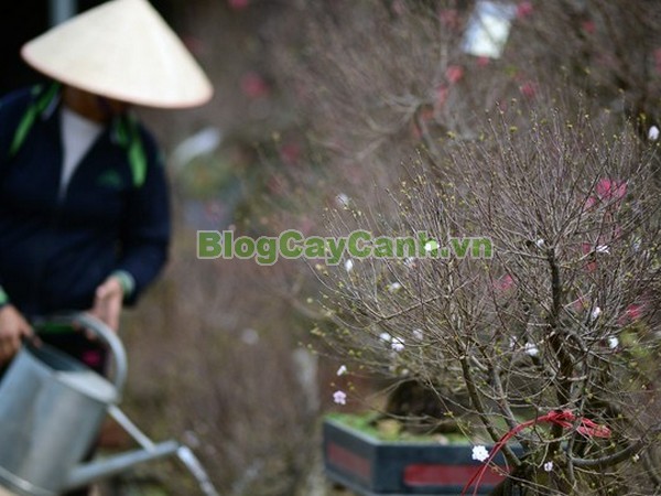 Cây Nhất Chi Mai (Cây Mai Trắng),cây nhất chi mai, họ hoa hồng, Prunus mume Sieb. & Zucc,cây bạch mai, cây hàn mai, cây lưỡng nhị mai, cây nhị độ mai, cây mai trắng, hình ảnh cây nhất chi mai, cây nhất chi mai chữa bệnh, cây nhất chi mai chơi tết, cây mai trắng,