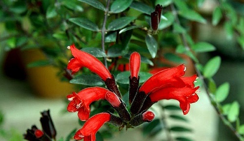 Cây Son Môi,Kim Ngư,cây Môi Son,lan Môi Son,lan Son Môi,cây Hoa Son Môi,Aeschynanthus lobbiana,Lipstick Plant,họ Tai Voi,Gesneriaceae