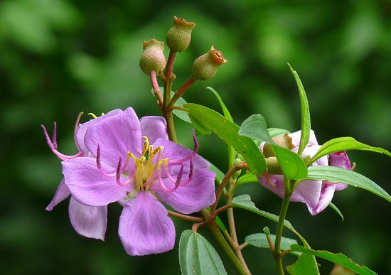 Hoa mua,hoa tím,hoa mua Đà Lạt,đồi hoa mua Đà Lạt,các loài hoa mua,cây hoa,cây bụi,Melastoma,Melastomataceae