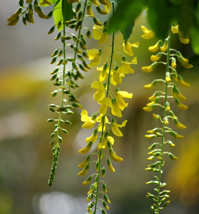 Cây chuỗi vàng,cay chuoi vang,cây kim tước,chuỗi vàng,Golden Chain,Golden Chain Flowers,Kingusari,Laburnum,họ đậu,Fabaceae