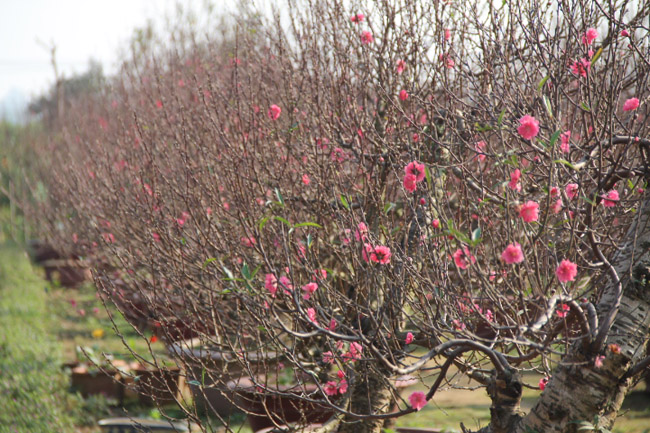 Hoa đào,hoa đào ngày Tết,cây đào,bích đào,đào phai,sự tích hoa đào,sự tích hoa đào ngày Tết,Tết,Tết Nguyên Đán,Prunus persica