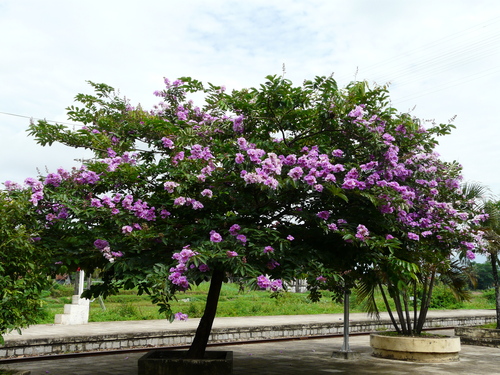 cây bằng lăng